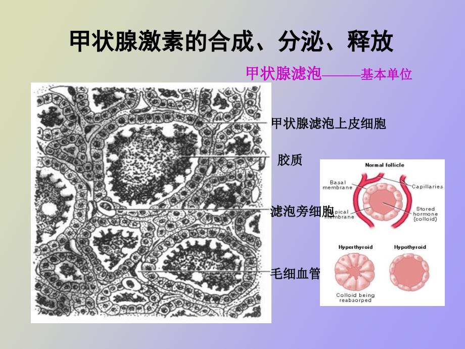 甲状腺疾病实验室检查_第4页