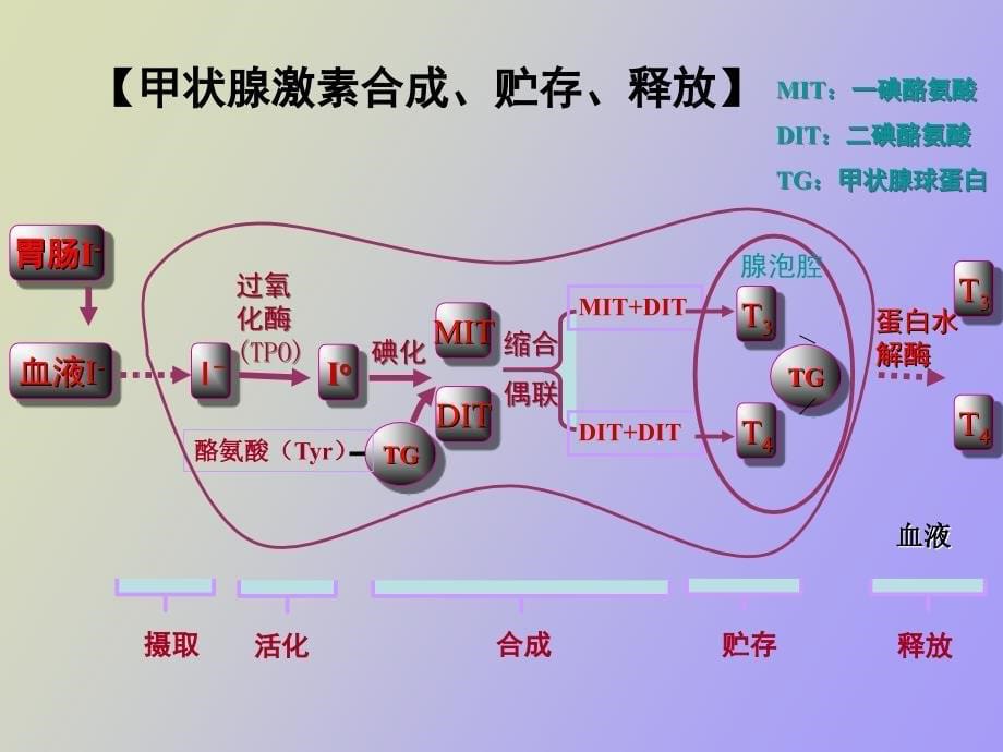 甲状腺疾病实验室检查_第5页