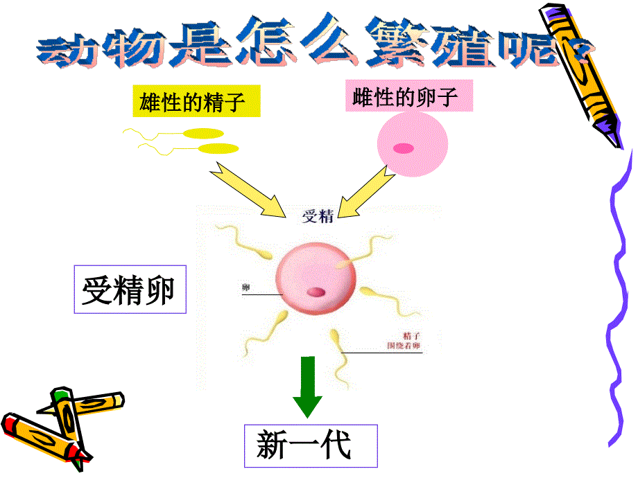 7动物的繁殖活动[1]_第4页