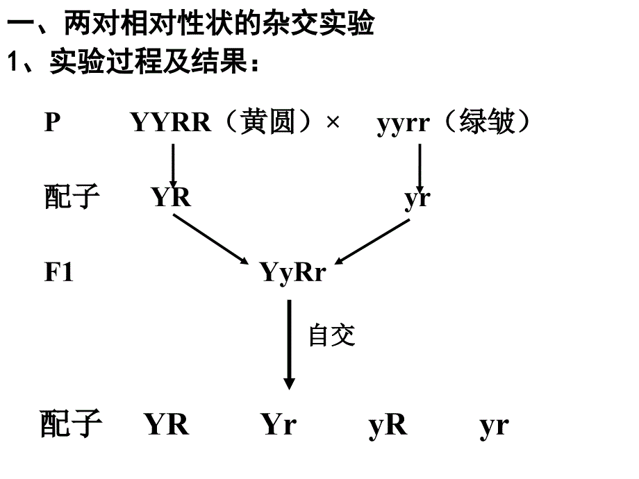 高中二年级生物必修2第一课时课件_第2页