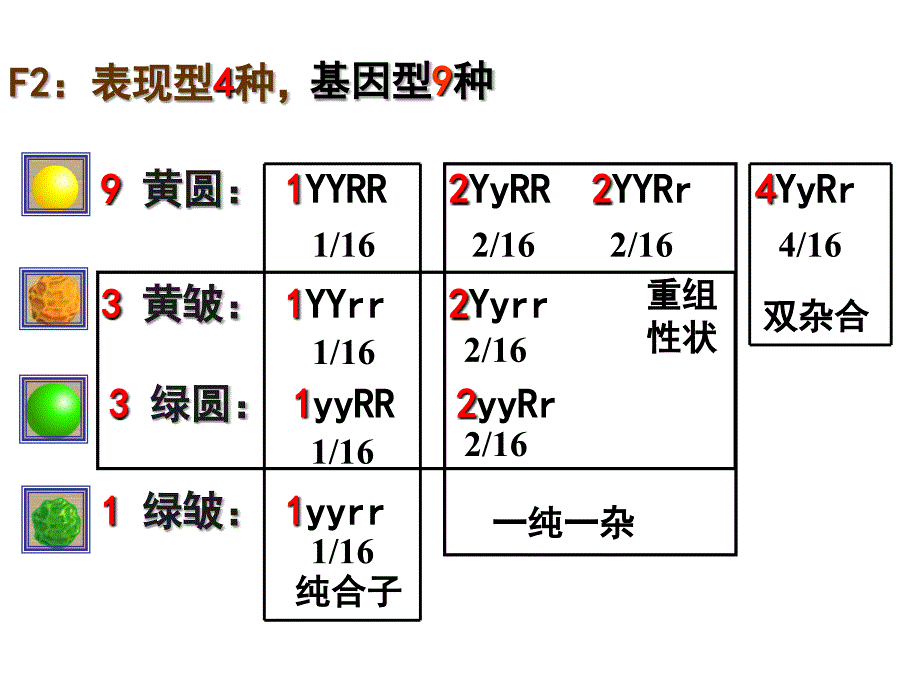 高中二年级生物必修2第一课时课件_第4页