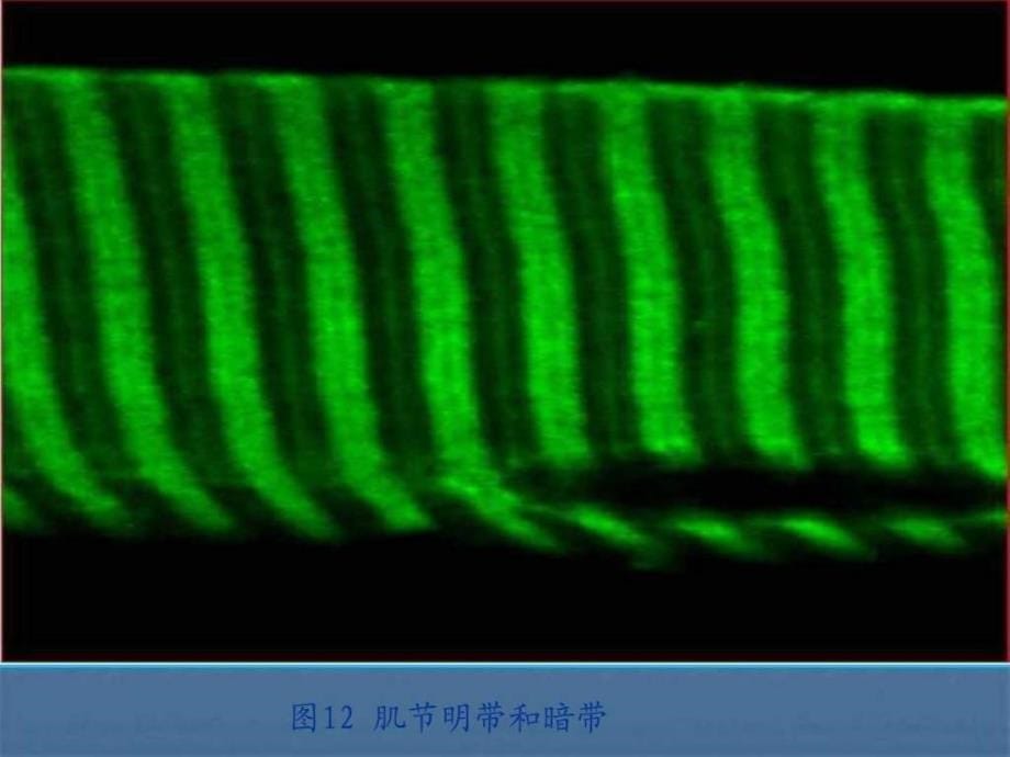 实验三骨骼肌心肌平滑肌构造的观察.ppt_第5页