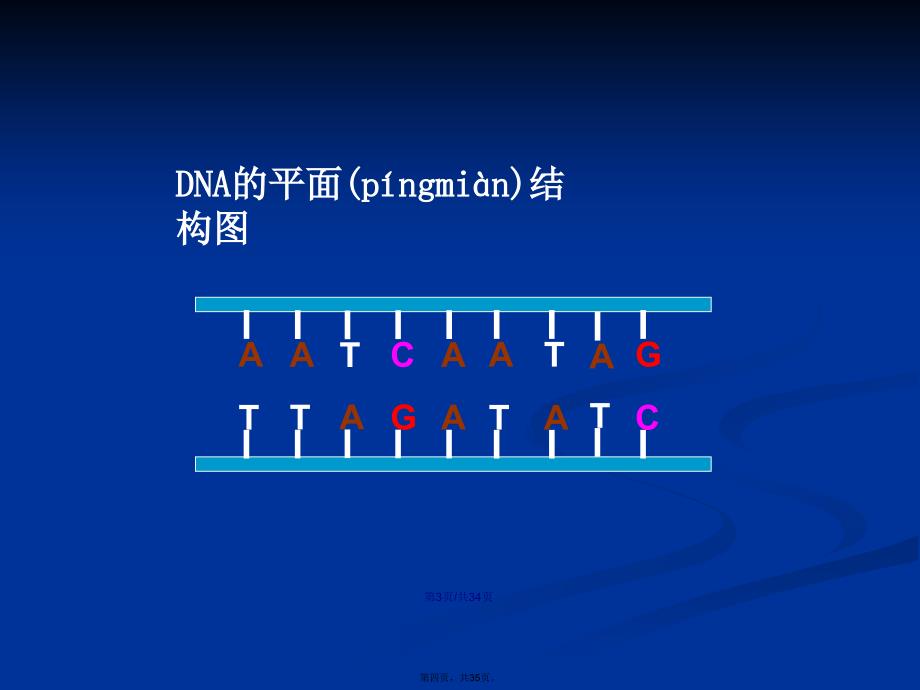 基因指导蛋白质的合成ppt课件PPT课件学习教案_第4页