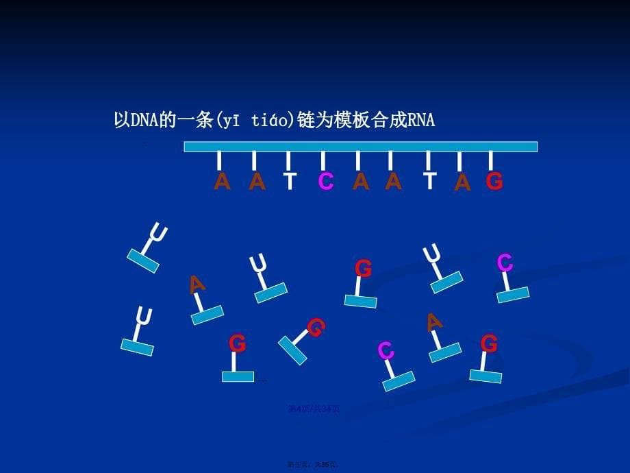 基因指导蛋白质的合成ppt课件PPT课件学习教案_第5页