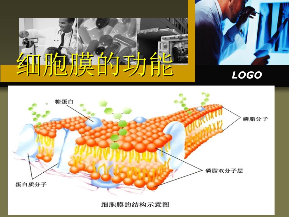 《细胞膜的功能》PPT课件_第1页