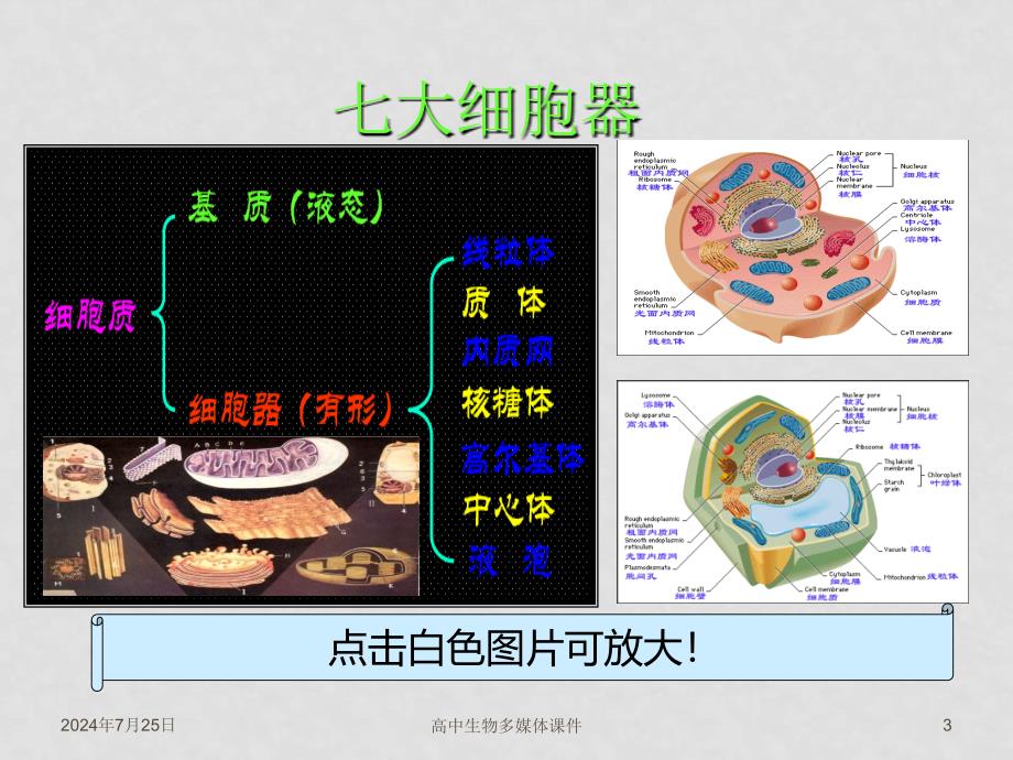 高中生物第三章第二节细胞器课件人教版必修一_第3页