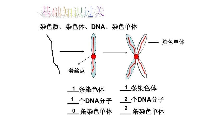 有丝分裂课件讲课用精华版_第5页