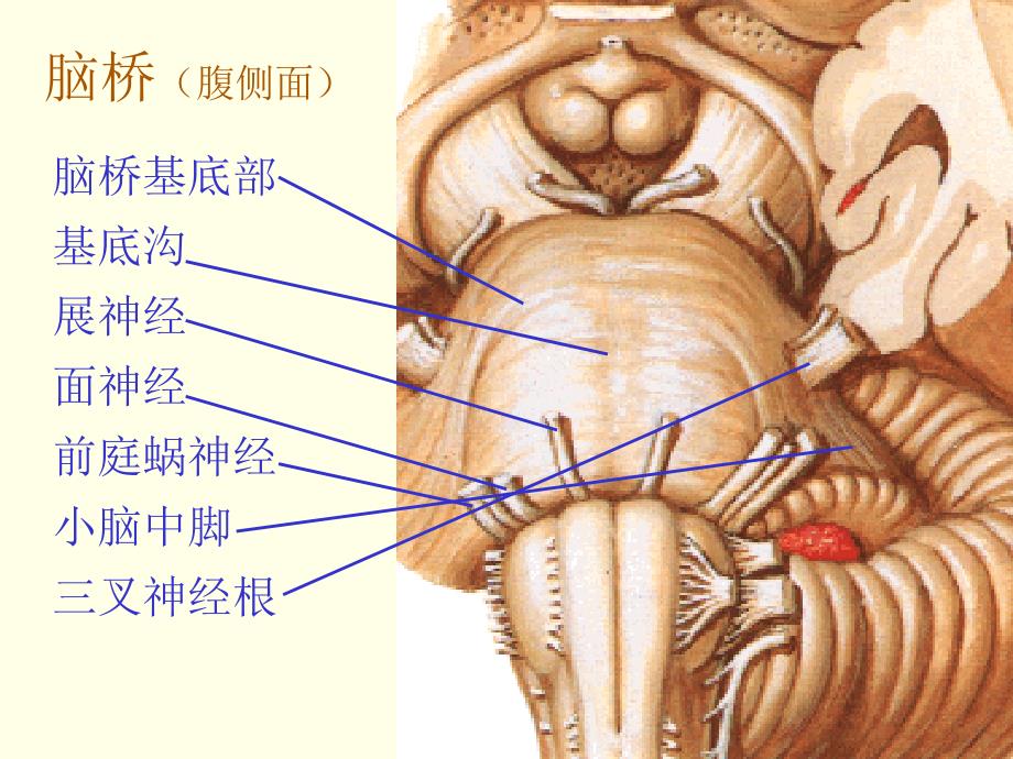 脑干解剖课件.ppt_第4页