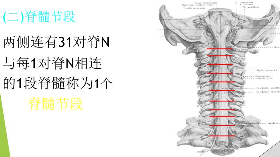 脊髓解剖彩色图谱_第3页