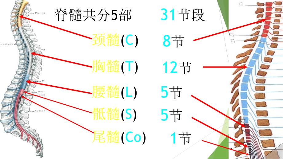 脊髓解剖彩色图谱_第4页