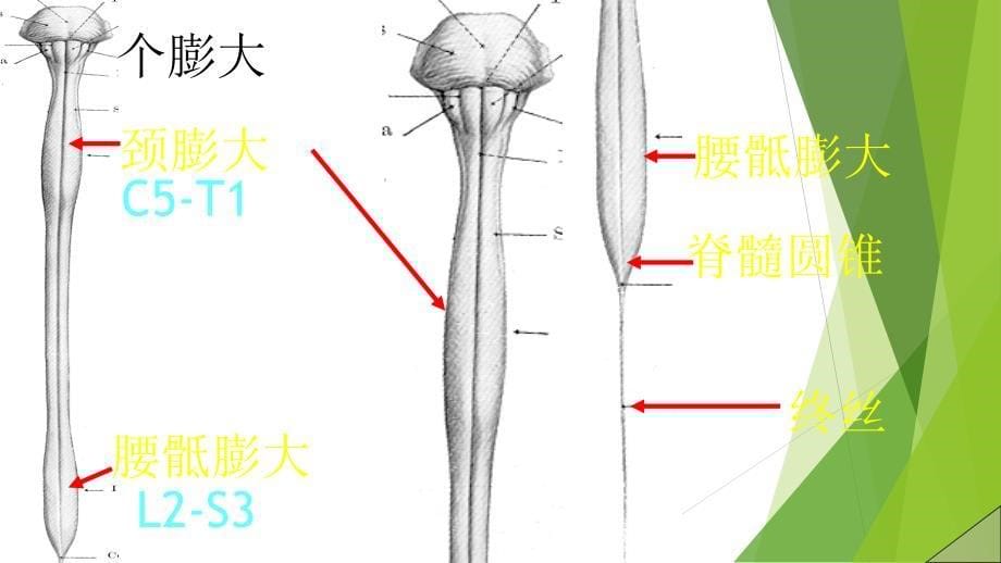 脊髓解剖彩色图谱_第5页