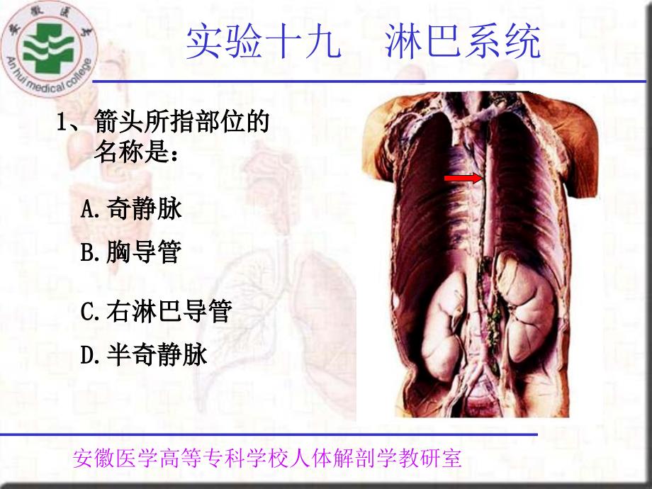 实验十九淋巴系统_第2页