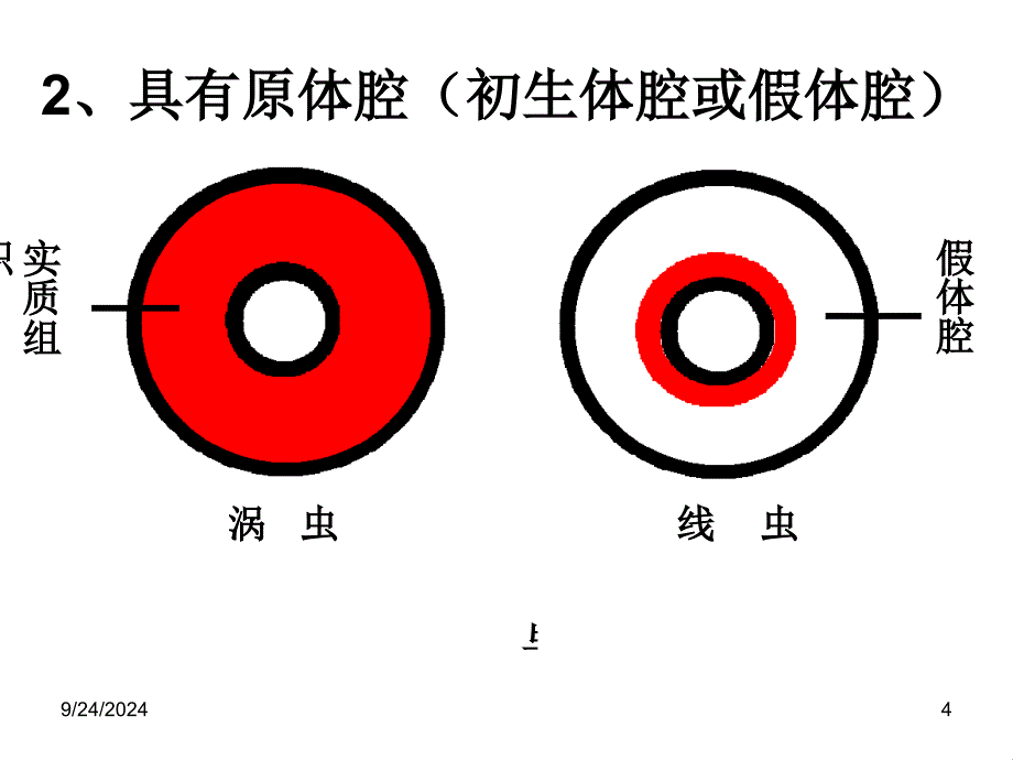 线形动物环节动物ppt_第4页