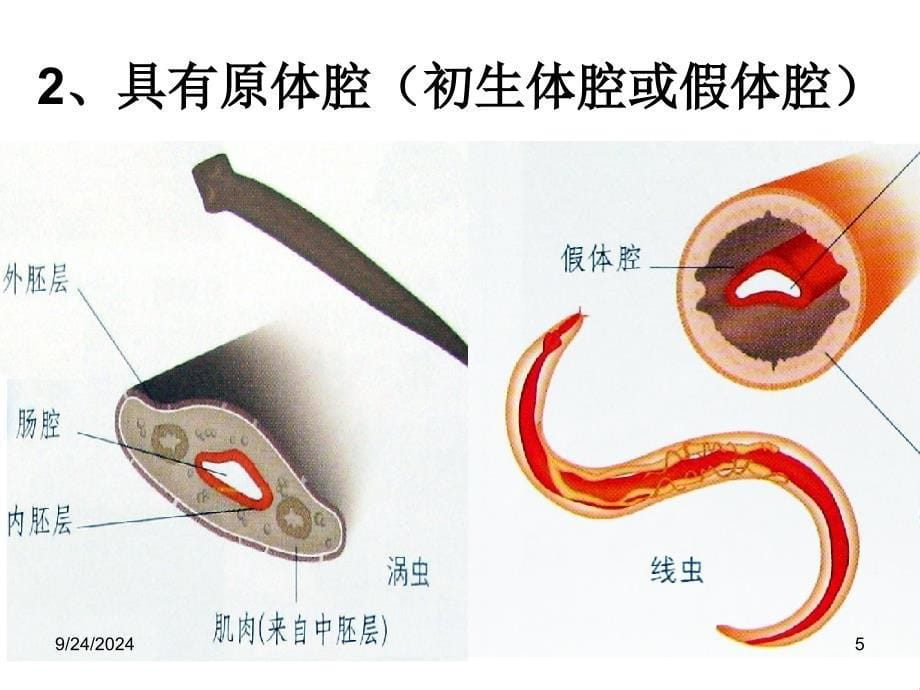 线形动物环节动物ppt_第5页