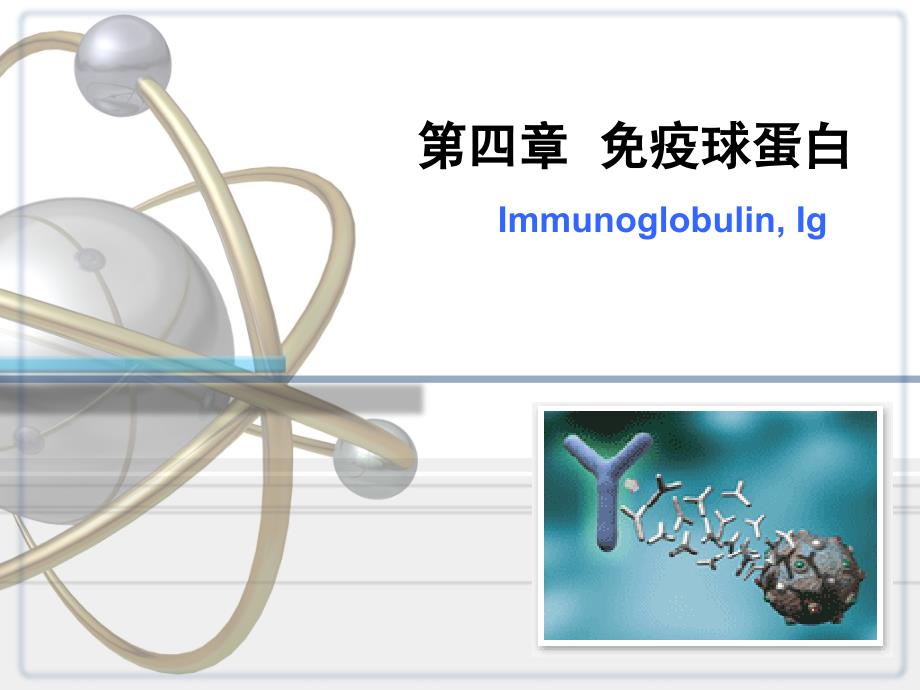医学免疫学：4第四章 免疫球蛋白_第1页