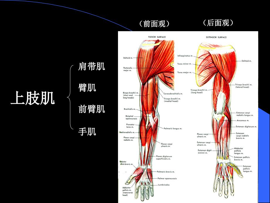 上肢肌下肢肌PPT课件_第1页