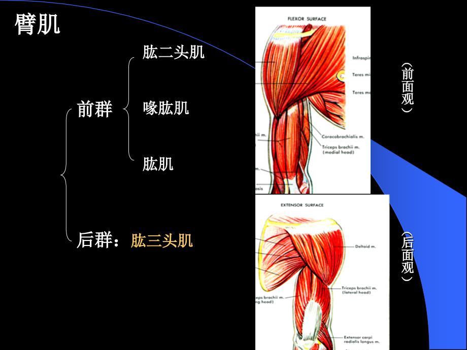 上肢肌下肢肌PPT课件_第3页