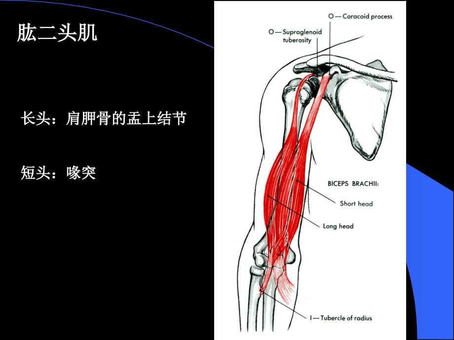 上肢肌下肢肌PPT课件_第4页