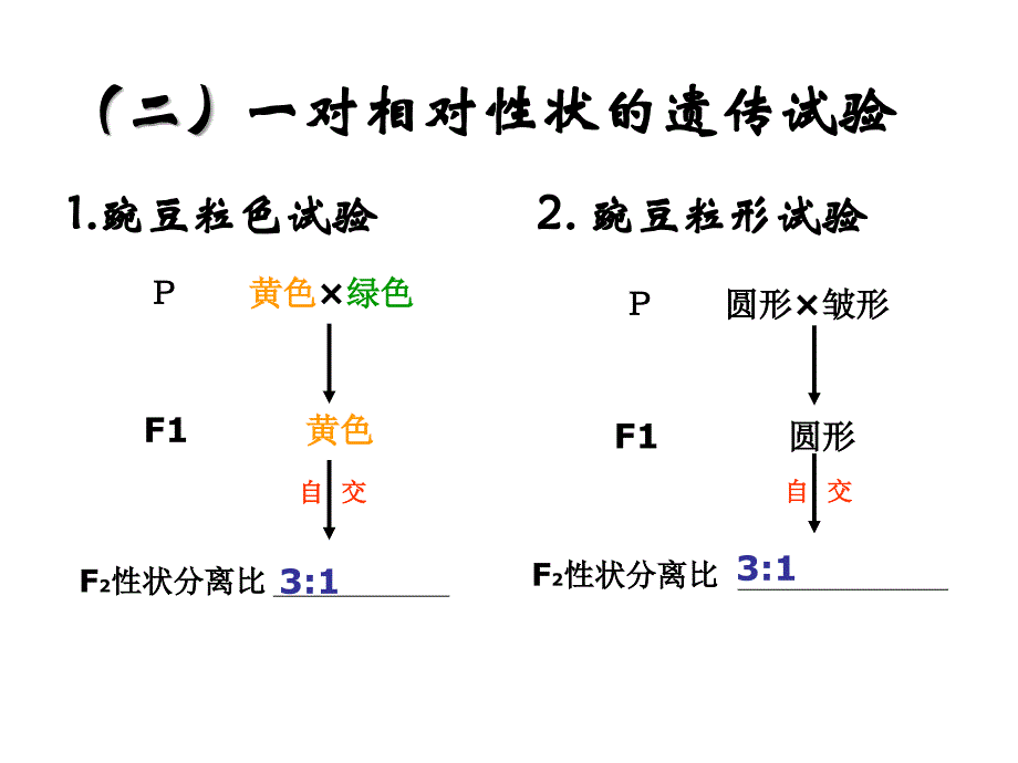 高一生物基因的自由组合定律.ppt_第3页