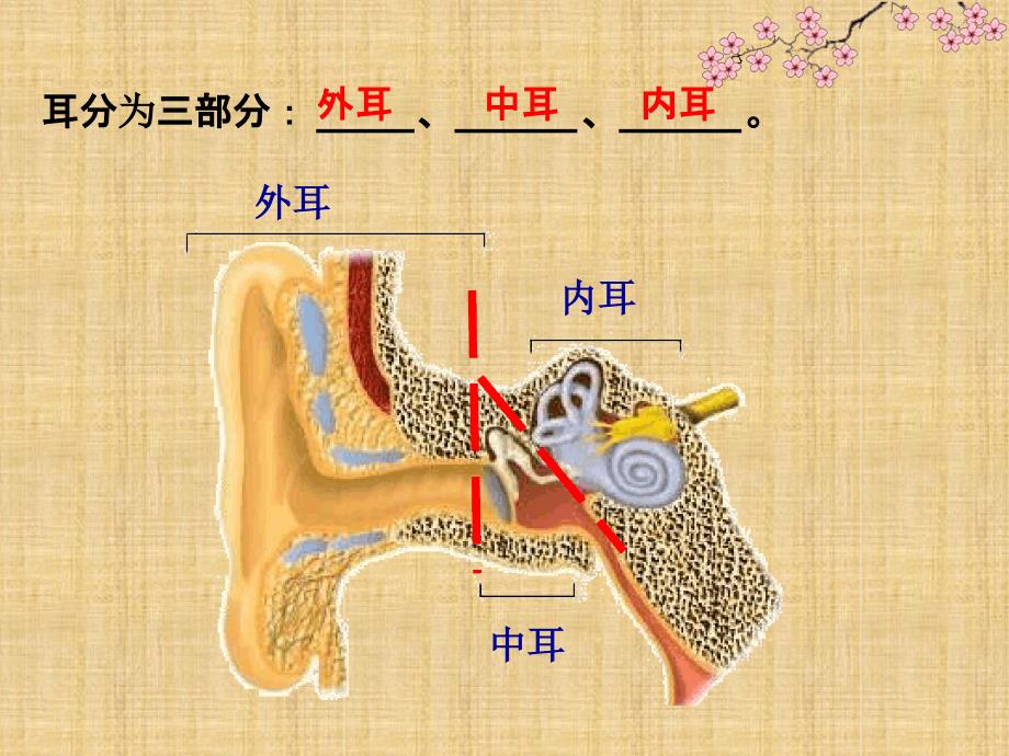 初中八年级生物上册6162人体对信息的感知第2课时名师优质课件2新版苏科版_第3页