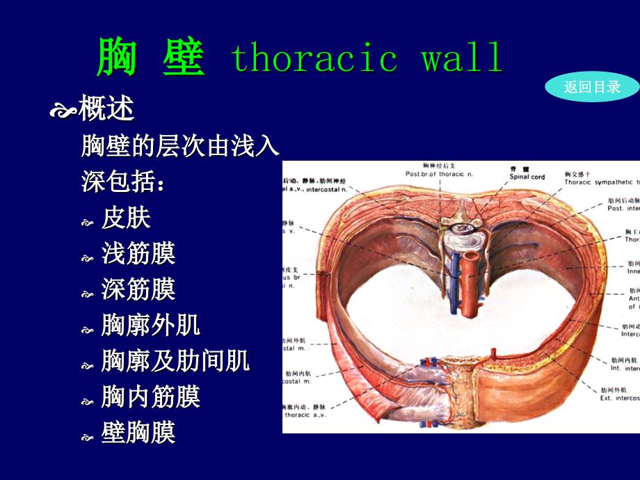 局部解剖学-胸壁_第4页