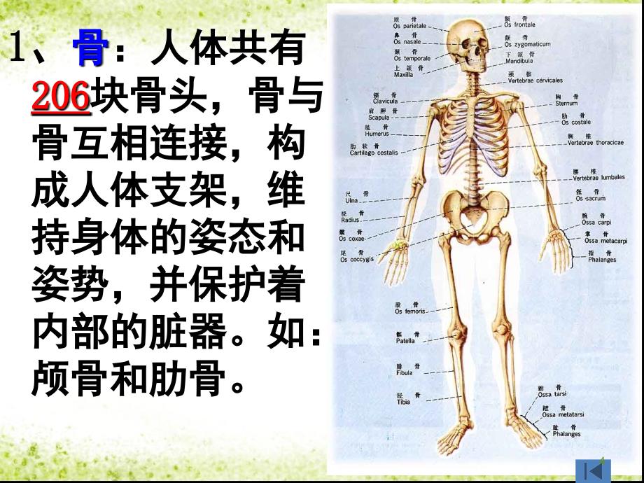 学前卫生学运动系统和呼吸系统文档资料_第4页