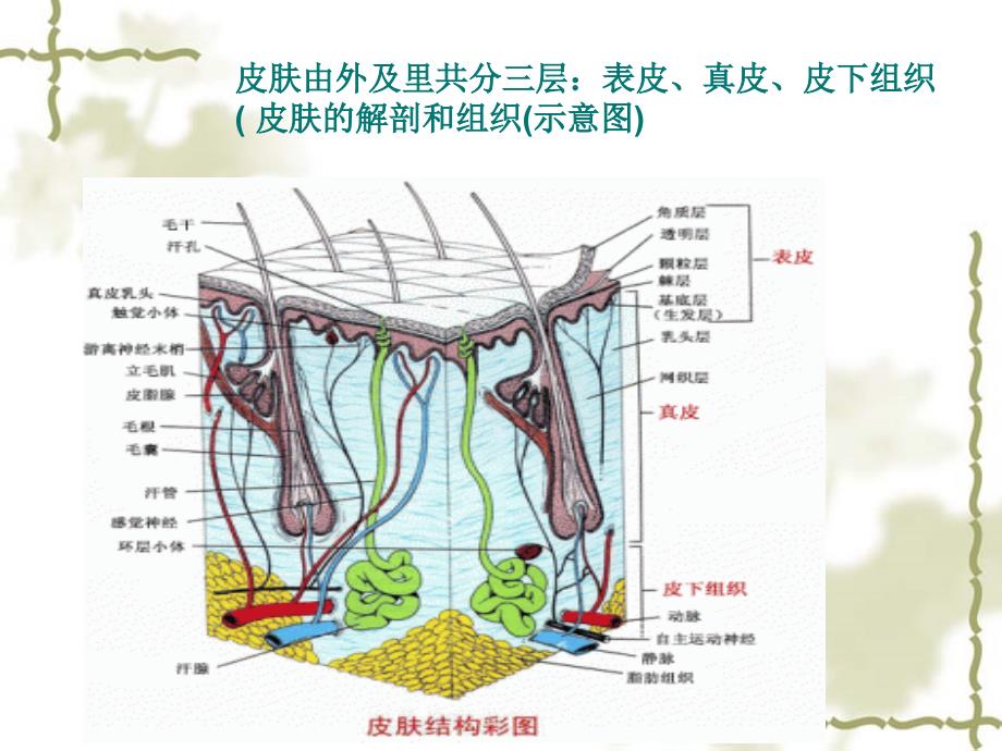 《化妆品基础知识》PPT课件.ppt_第4页