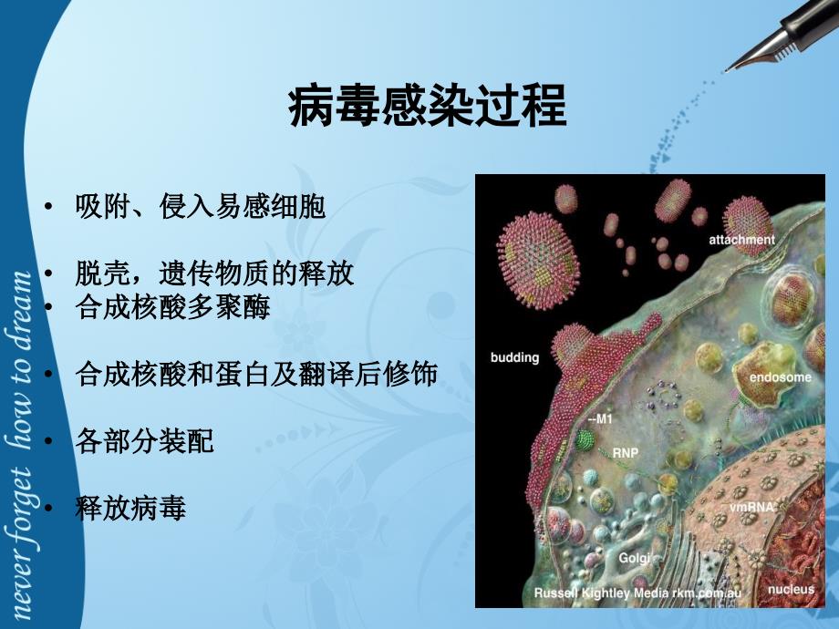 儿科常见病毒及抗病毒药物简化版_第3页