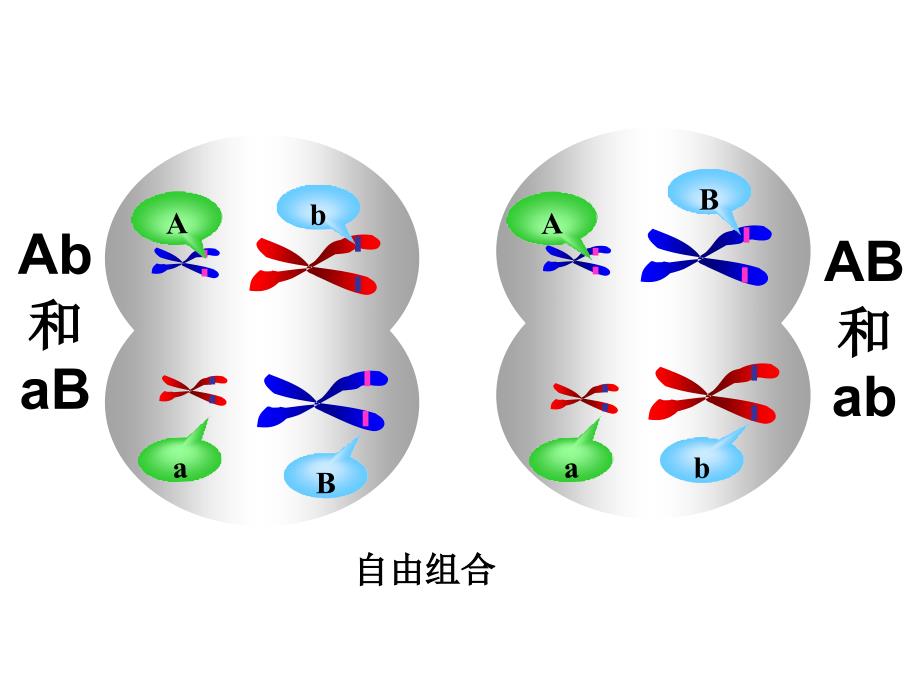 5.2染色体变异课件黄燕[精选文档]_第2页