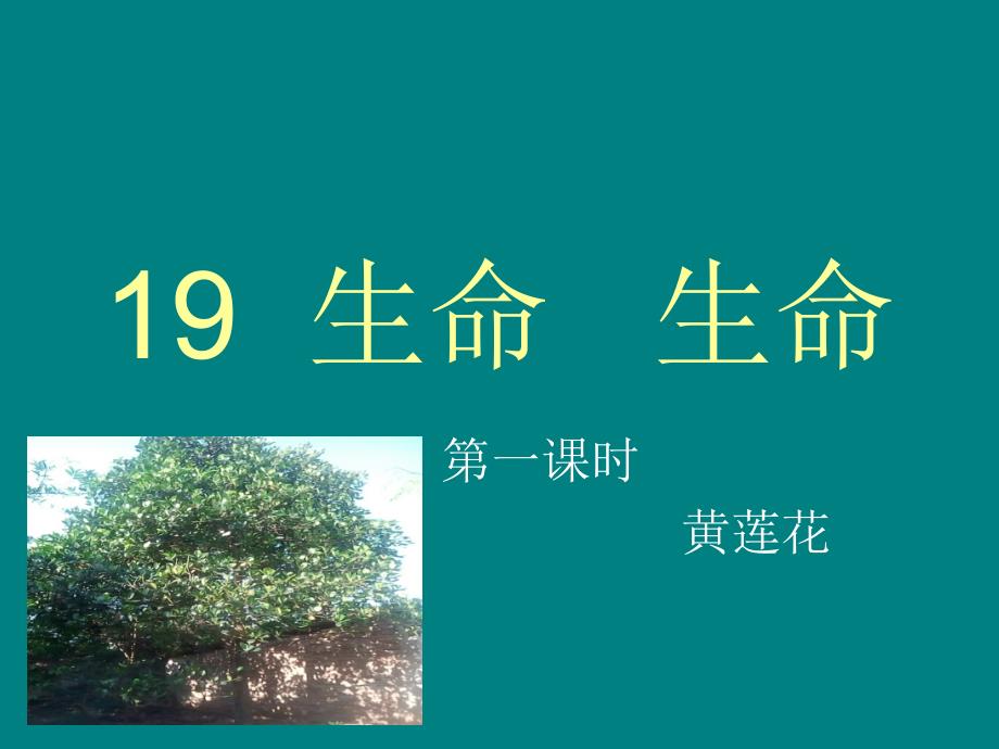 19生命生命 (3)_第1页