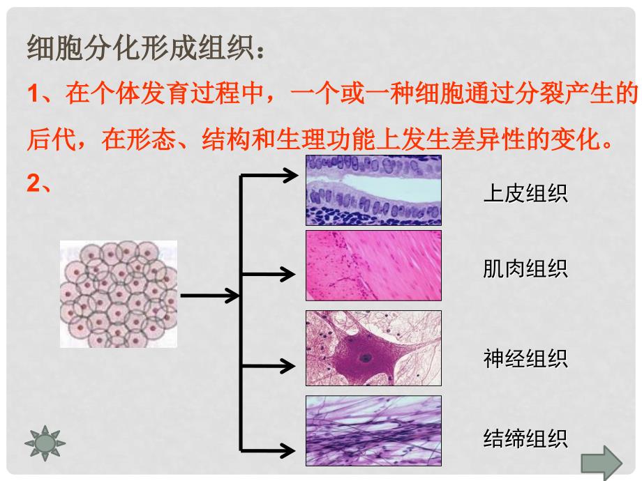 河南省郑州高新技术产业开发区实验中学七年级生物上册 2.2.2 动物体的结构层次课件1 （新版）新人教版_第4页