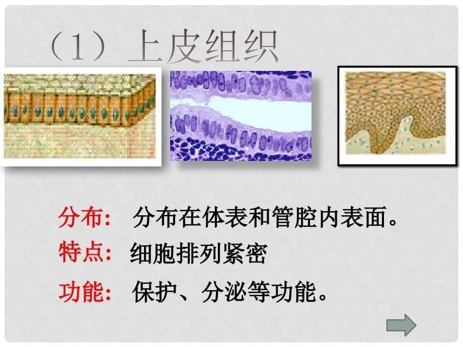 河南省郑州高新技术产业开发区实验中学七年级生物上册 2.2.2 动物体的结构层次课件1 （新版）新人教版_第5页