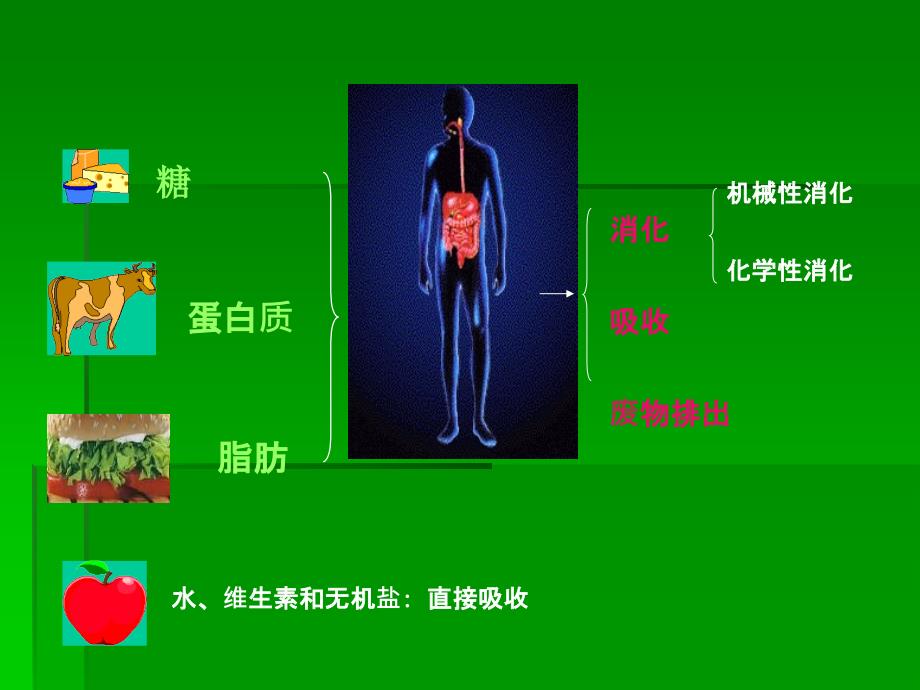 6.第六章消化与吸收_第2页