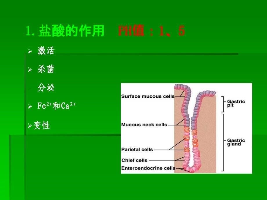 6.第六章消化与吸收_第5页