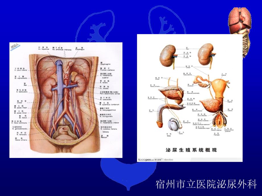 泌尿外科临床技术操作规范_第3页