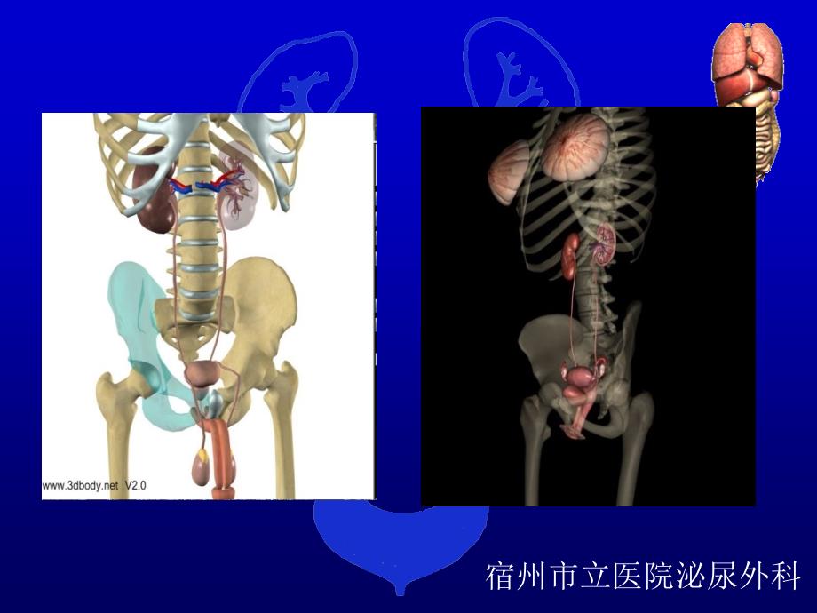 泌尿外科临床技术操作规范_第4页