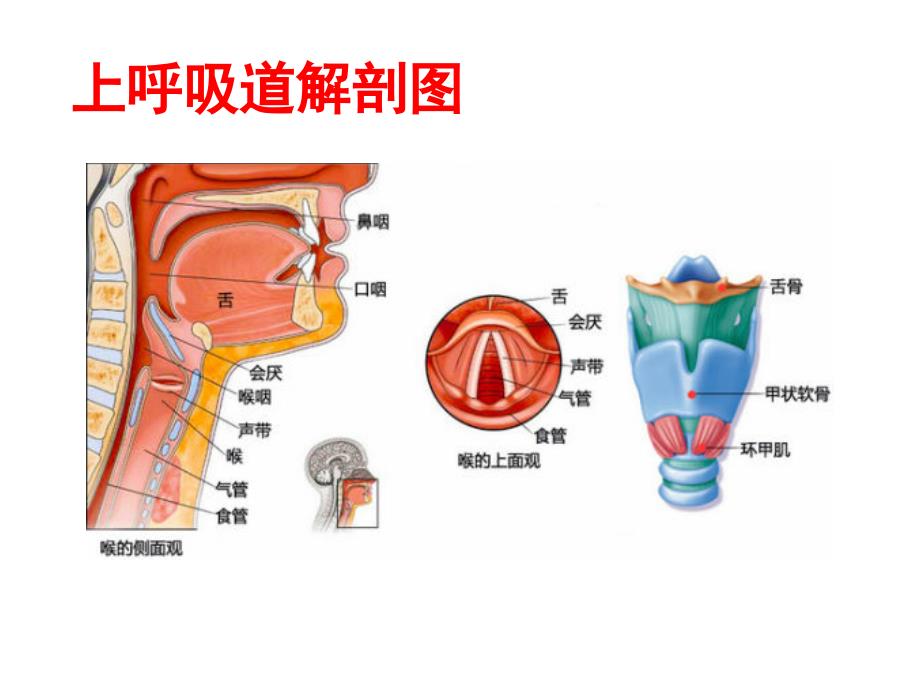 气道开放及管理PPT课件_第4页