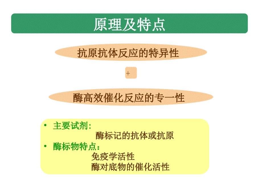 《酶免疫技术》PPT课件_第5页