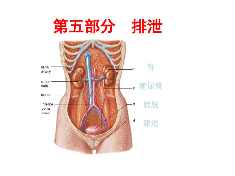 生理学课件-排泄_第1页
