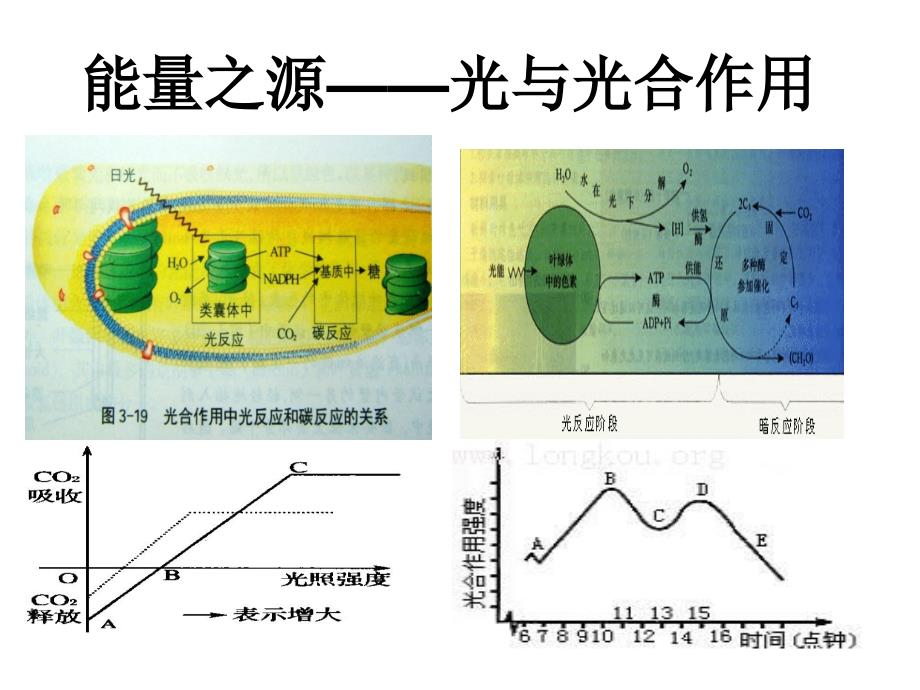 能量之源——光合作用精品教育_第1页