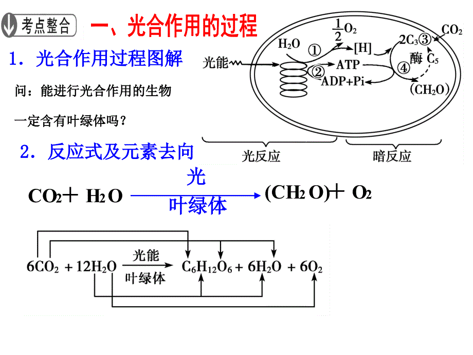 能量之源——光合作用精品教育_第2页