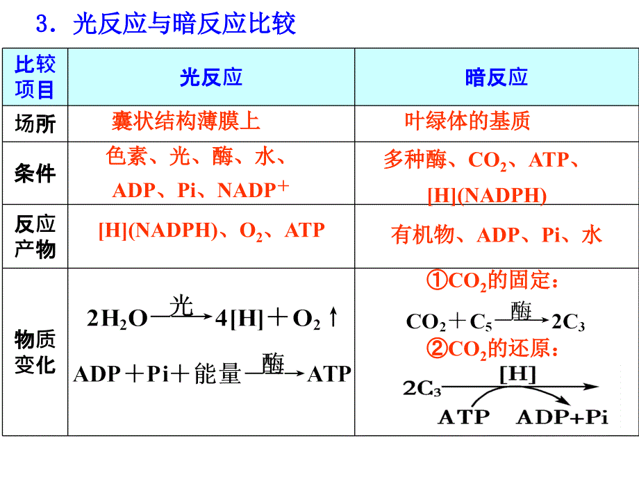 能量之源——光合作用精品教育_第3页