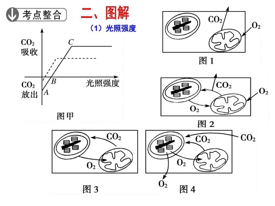 能量之源——光合作用精品教育_第5页