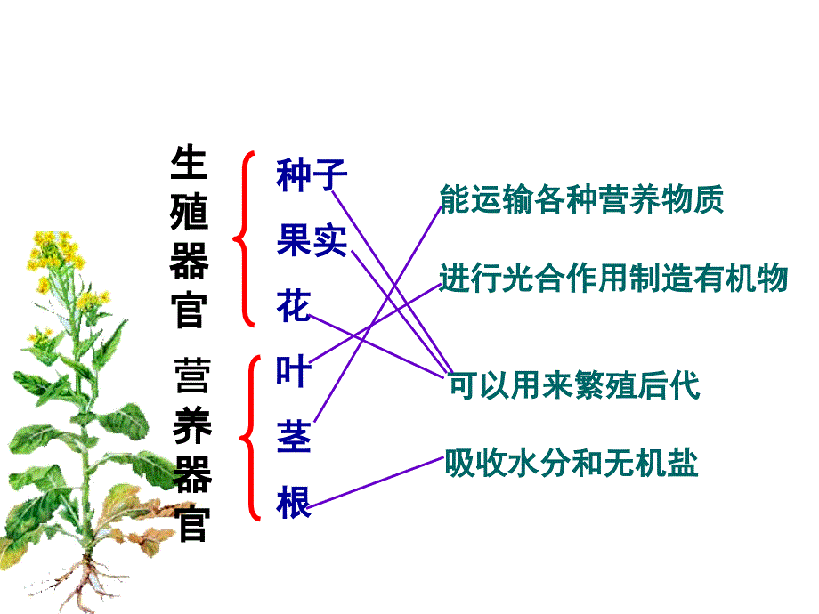 第三节植物体的结构层次21_第4页