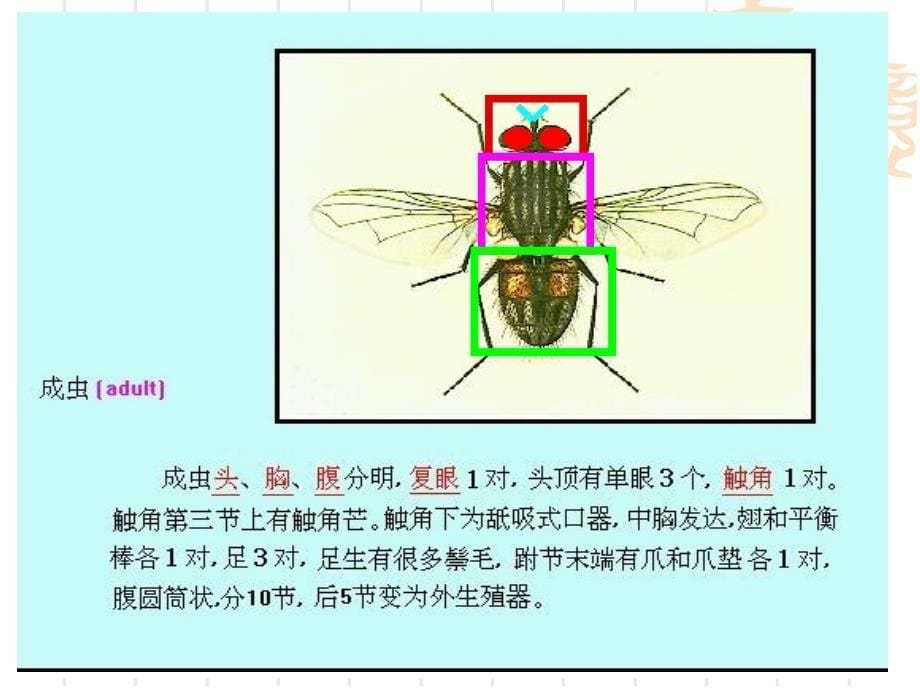 人体寄生虫学课件医学节肢动物.ppt_第5页