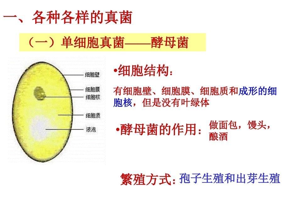 2013年八_年级上册真菌课件_第5页