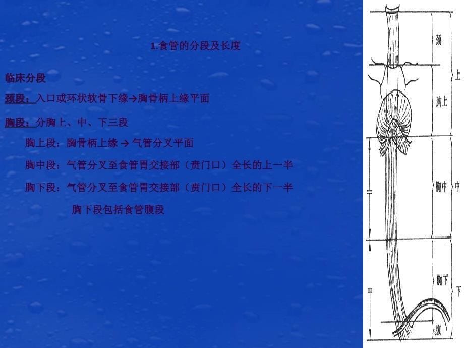 食管癌护理查房2ppt课件_第5页