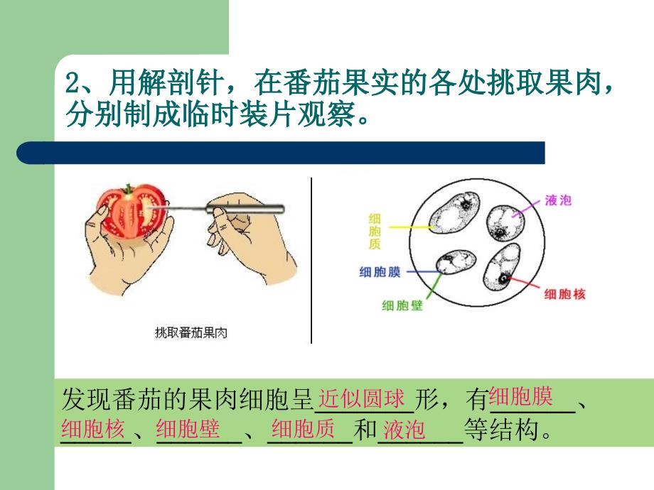 观察番茄的果肉细胞_第3页