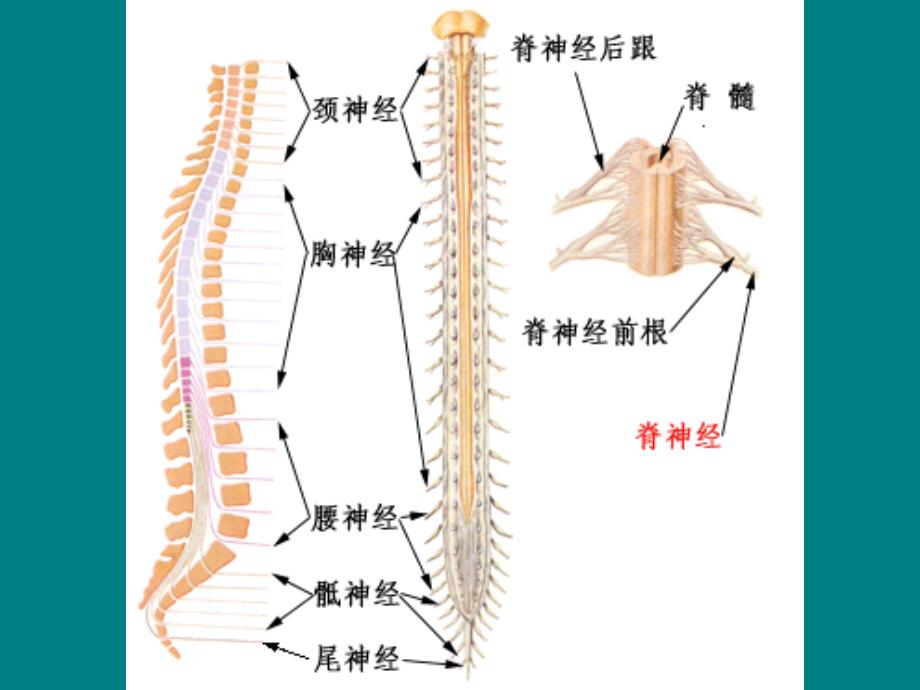 脊髓损伤ppt课件_第2页