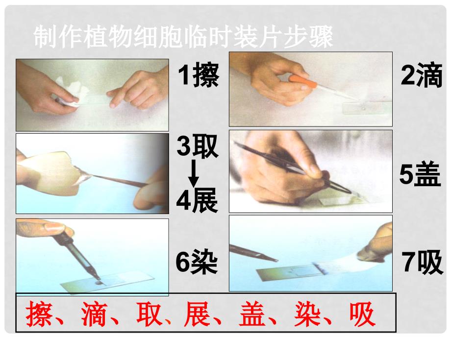 七年级生物上册 2.1.3动物细胞课件 （新版）新人教版_第2页